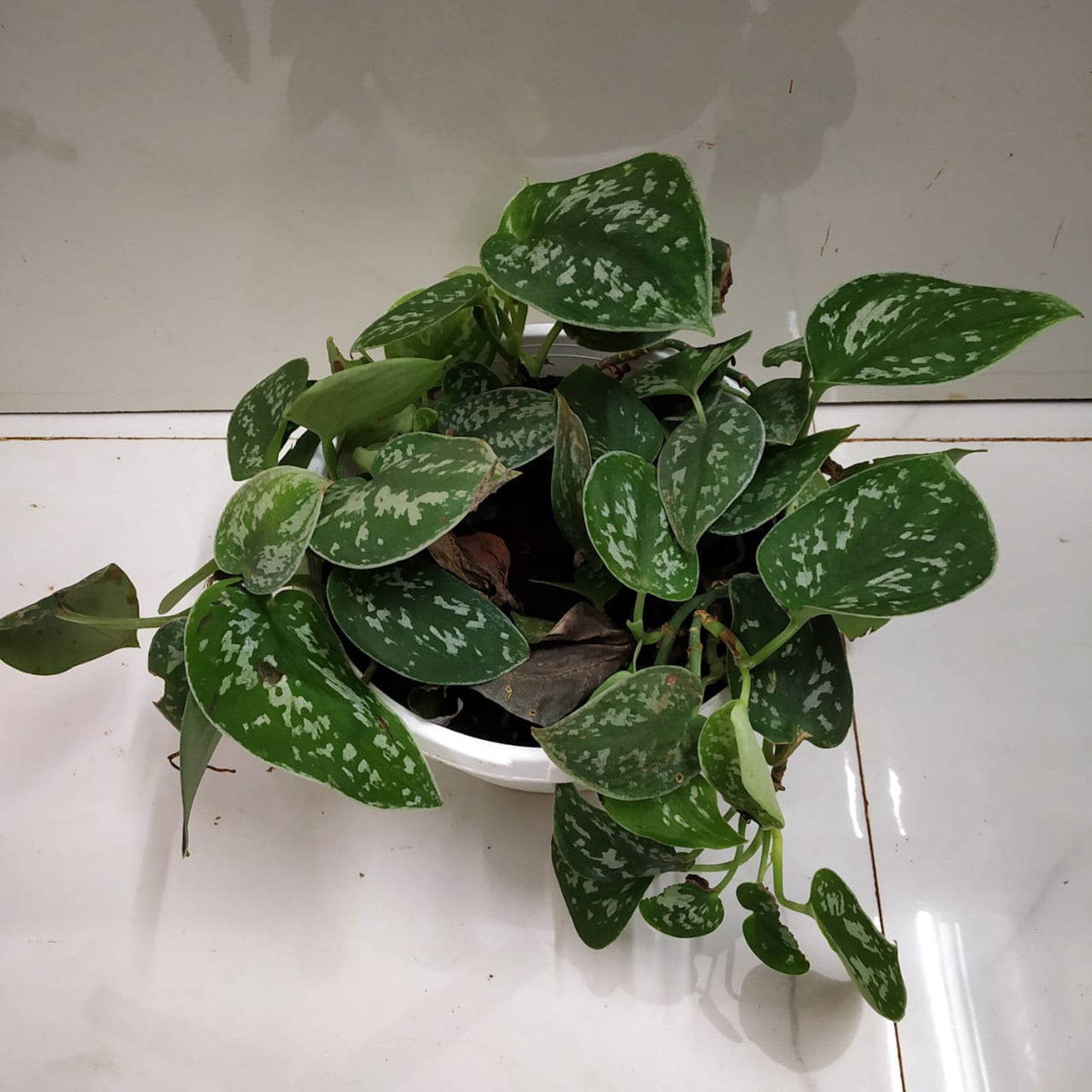 Scindapsus Pictus (Satin Pothos) - Pothos - soiled.in