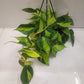 Philodendron Hederaceum 'Brasil' - Philodendron - soiled.in