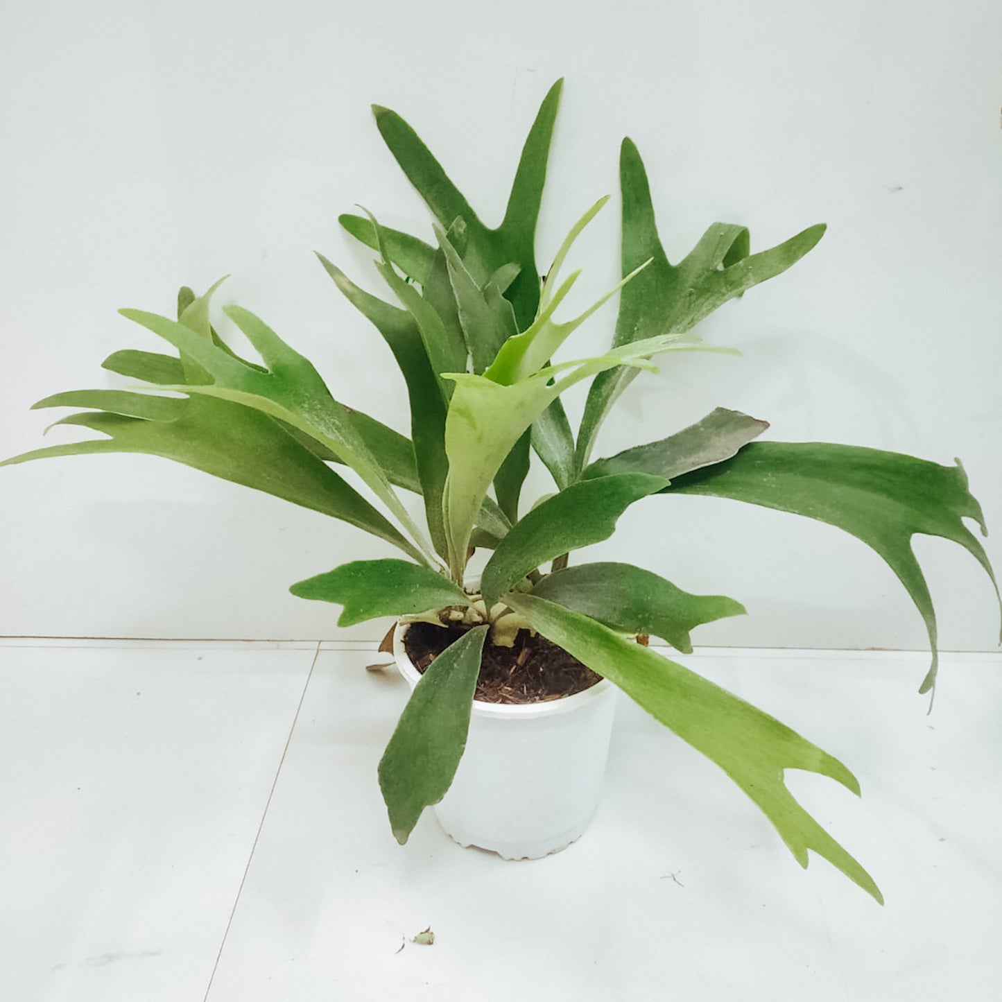 Staghorn Fern (Large) - Fern - soiled.in