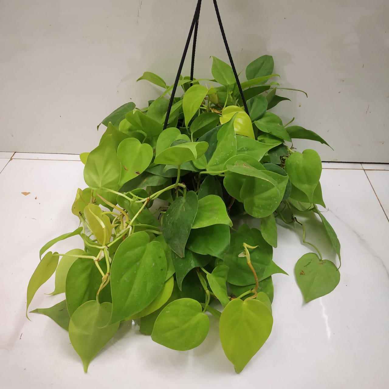 Philodendron Hederaceum 'Neon' - Philodendron - soiled.in
