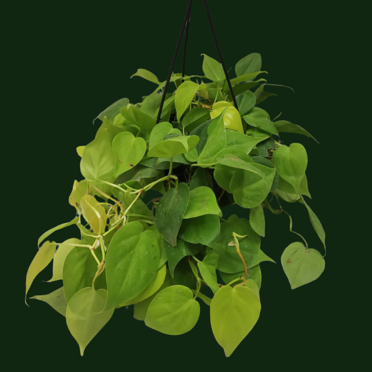 Philodendron Hederaceum 'Neon' - Philodendron - soiled.in