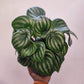 Watermelon Peperomia (Peperomia argyreia) - Indoor & Outdoor Plants - soiled.in