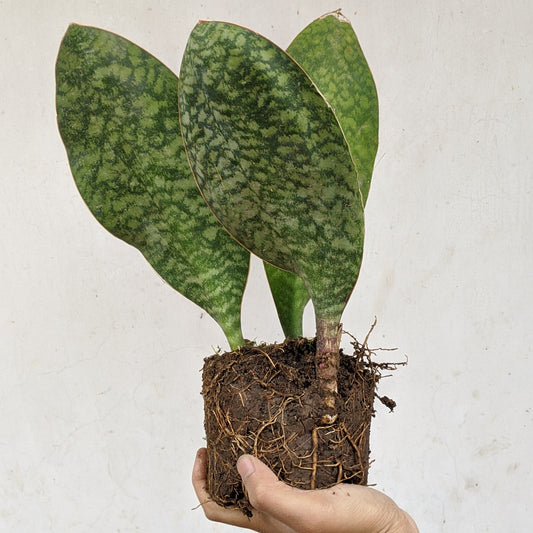 Dracaena Masoniana (Whalefin Snake Plant) - Snake Plant - soiled.in