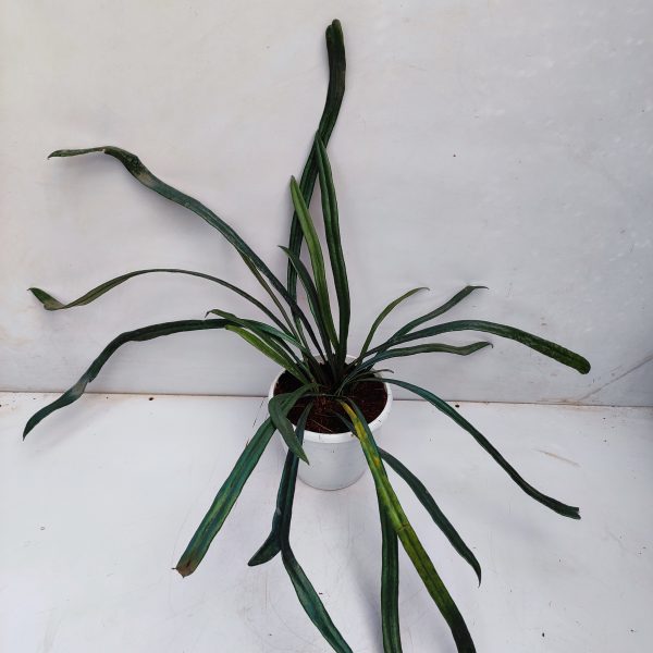 Blue Oil Fern (Microsorum Thailandicum) - Fern - soiled.in