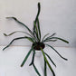 Blue Oil Fern (Microsorum Thailandicum) - Fern - soiled.in
