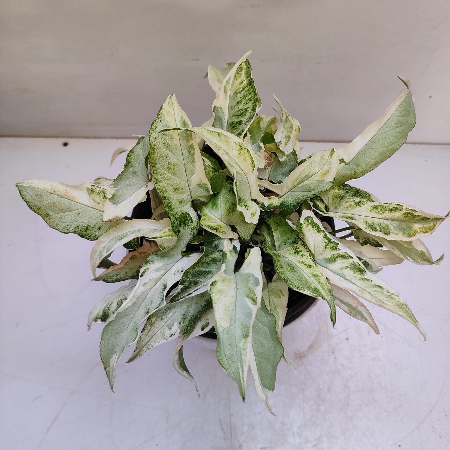 Syngonium 'Starlite' - Indoor & Outdoor Plants - soiled.in