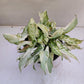 Syngonium 'Starlite' - Indoor & Outdoor Plants - soiled.in
