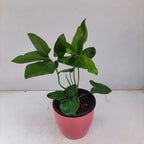 Philodendron Goeldi - Philodendron - Soiled