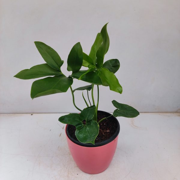 Philodendron Goeldi - Indoor & Outdoor Plants - soiled.in