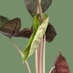 Alocasia 'Pink Dragon' - Alocasia - Soiled