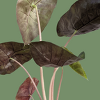 Alocasia 'Pink Dragon' - Alocasia - Soiled