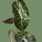 Alocasia 'Pink Dragon' - Alocasia - Soiled