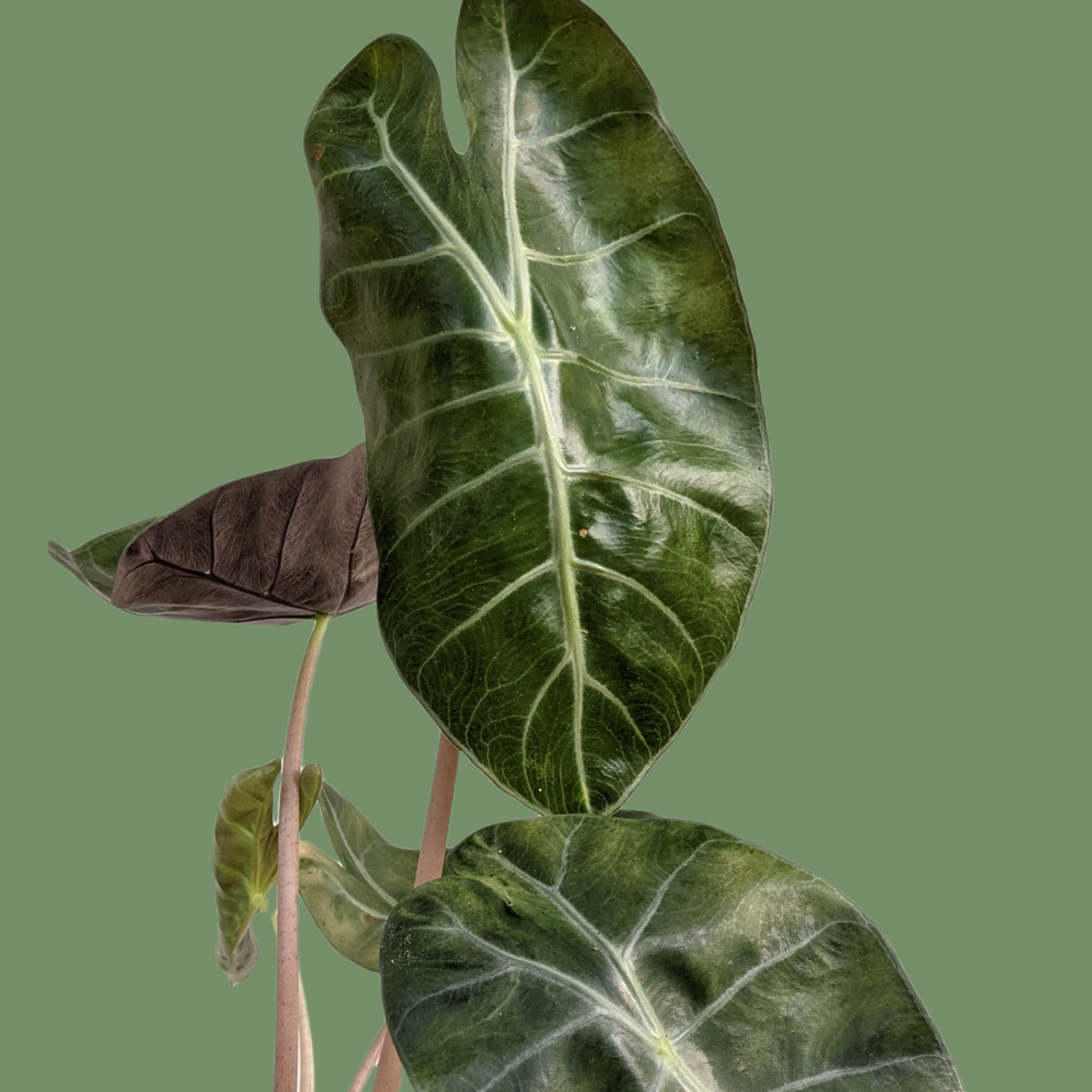 Alocasia 'Pink Dragon' - Indoor & Outdoor Plants - soiled.in