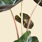 Alocasia 'Pink Dragon' - Alocasia - Soiled