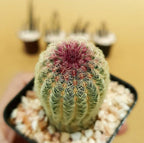 Echinocereus Rigidissimus - Cactus & Succulent - Soiled