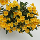 Dendrobium Jenkinsii - Orchid - soiled.in