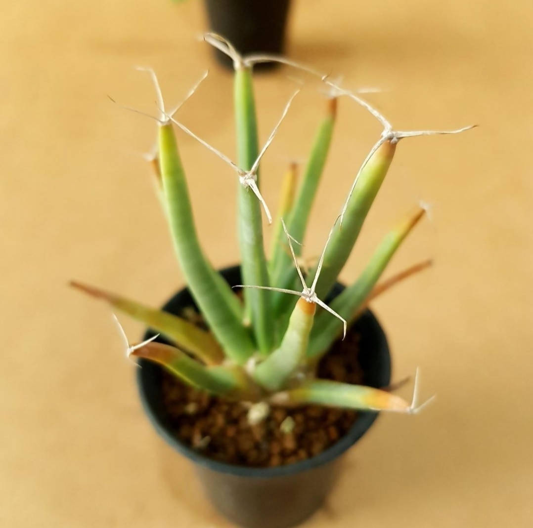 Leuchtenbergia Principis - Cactus - soiled.in