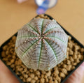 Euphoria Obesa (Seed Grown) - Cactus & Succulent - Soiled