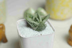 Gasteria cv. Green Ice - Cactus & Succulent - Soiled