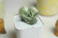 Gasteria cv. green ice - Succulent - soiled.in