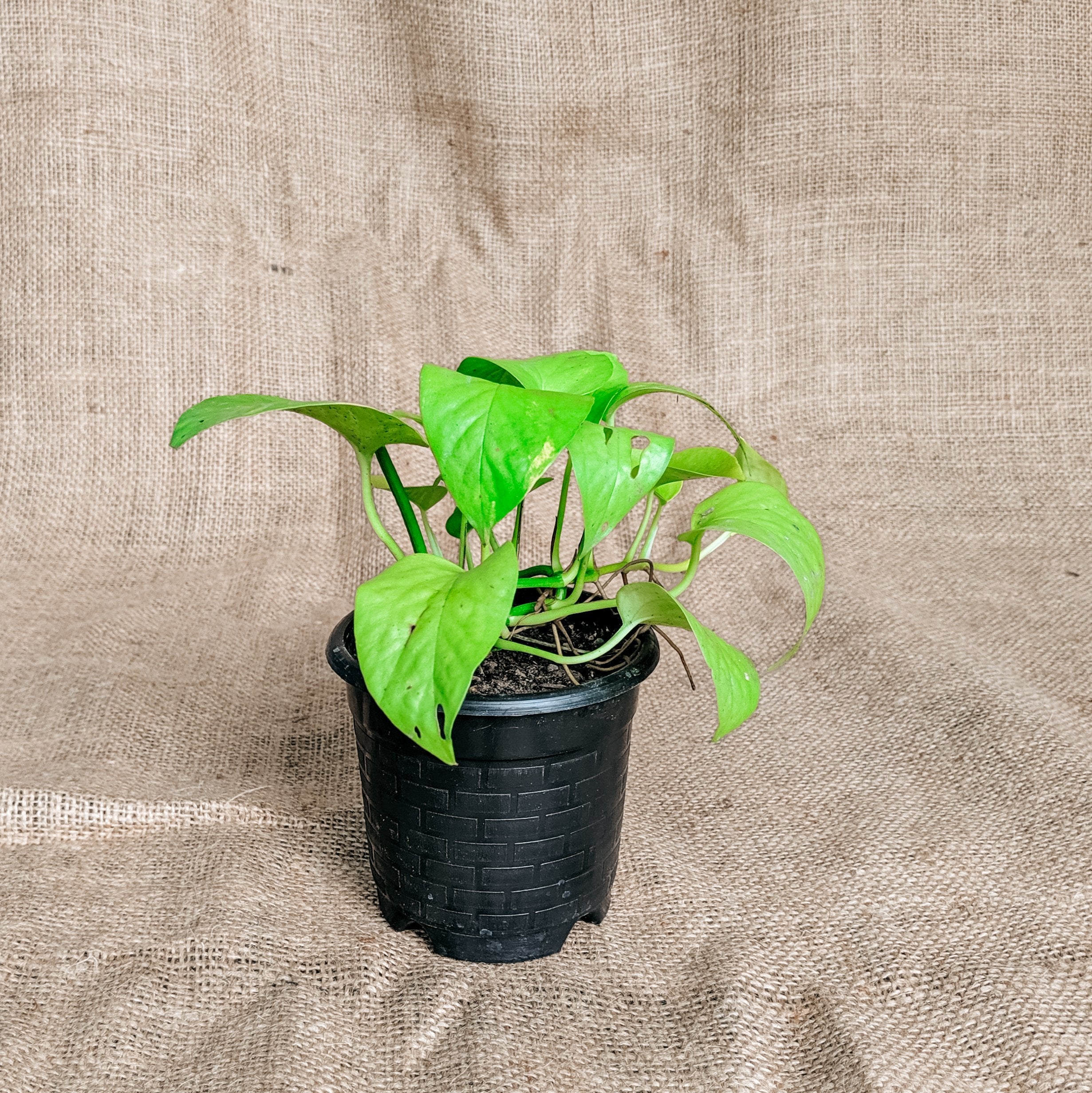 Money Plant 'Neon' - Pothos - Soiled