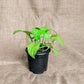 Pothos 'Neon' - Pothos - soiled.in