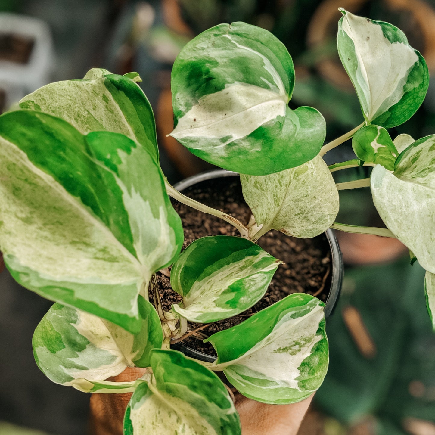 Pothos 'Manjula' - Pothos - soiled.in