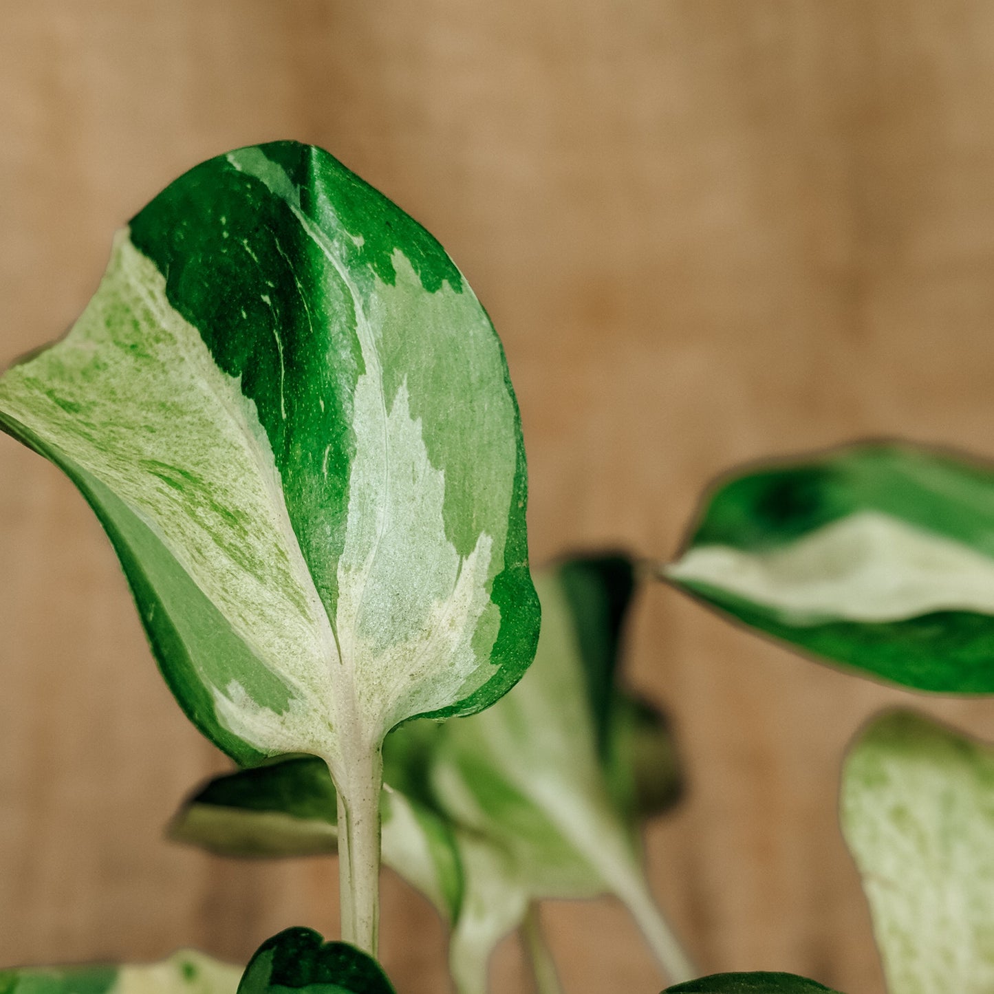 Pothos 'Manjula' - Pothos - soiled.in