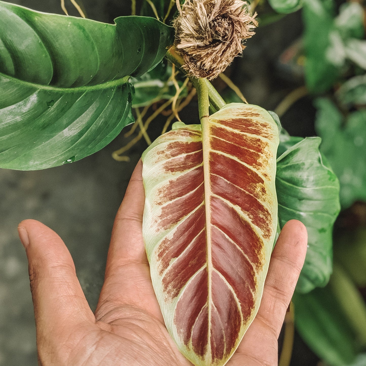 Philodendron Subhastatum - Philodendron - soiled.in