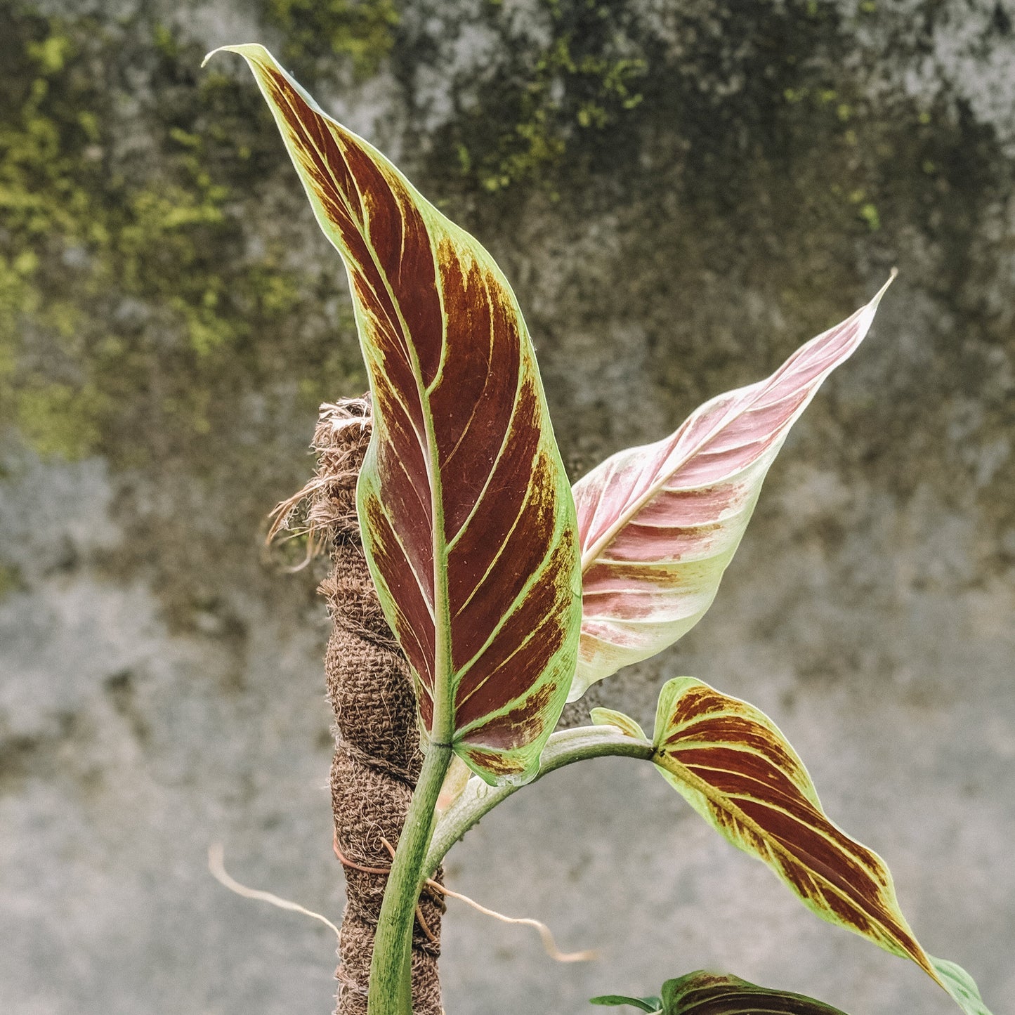 Philodendron Subhastatum - Philodendron - soiled.in