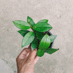 Hoya Carnosa Krimson Green - Hoya - Soiled