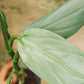 Philodendron Hastatum - Philodendron - soiled.in