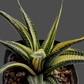 Haworthia Limifolia Variegated - Indoor & Outdoor Plants - soiled.in