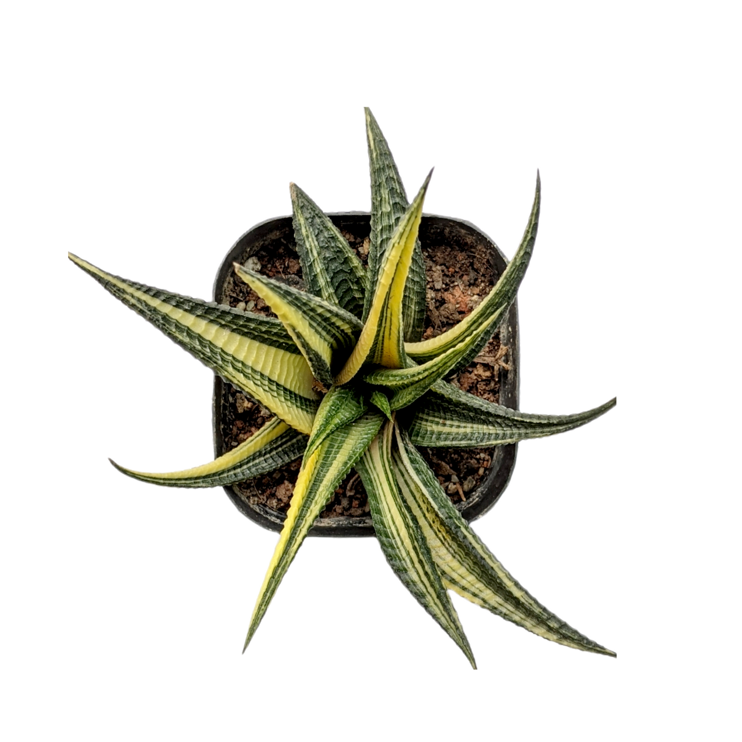 Haworthia Limifolia Variegated - Indoor & Outdoor Plants - soiled.in