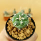 Turbinicarpus Lophophoroides - Cactus - soiled.in