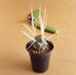Tephrocactus Articulatus - Cactus - soiled.in
