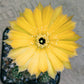 Lobivia Yellow Flower - Cactus - soiled.in