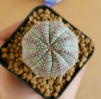 Euphoria Obesa (Seed Grown) - Cactus & Succulent - Soiled