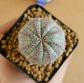 Euphoria Obesa (Seed Grown) - Cactus - soiled.in