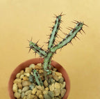 Euphorbia Aeruginosa - Cactus & Succulent - Soiled