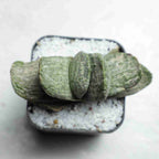 Gasteria Sakura Fuji - Cactus & Succulent - Soiled