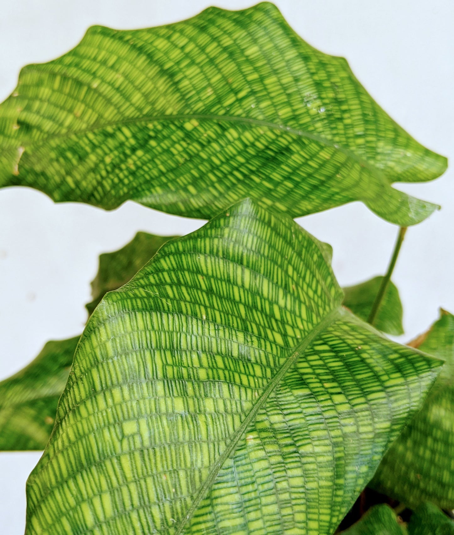 Calathea Musaica ‘Network’ - Calathea - Soiled