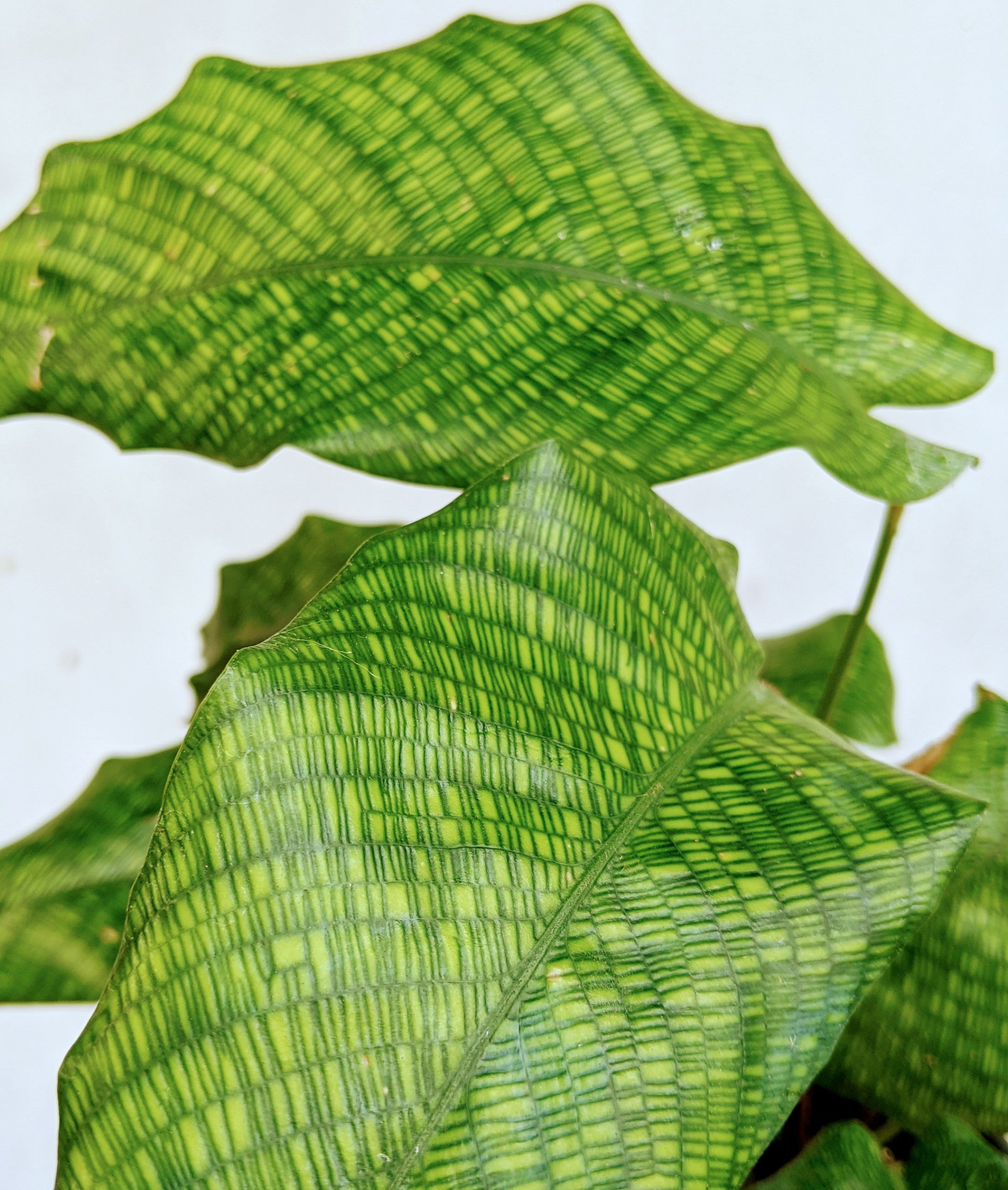 Calathea Musaica ‘Network’ - Calathea - Soiled