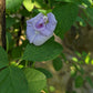 Clitoria Ternatea, Aparajita Flower Seed (Mauve - Single & Double Mix Petal)