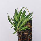 Oberonia Falcata - Orchid - Soiled