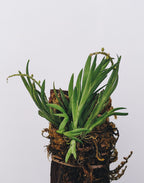 Oberonia Falcata - Orchid - Soiled