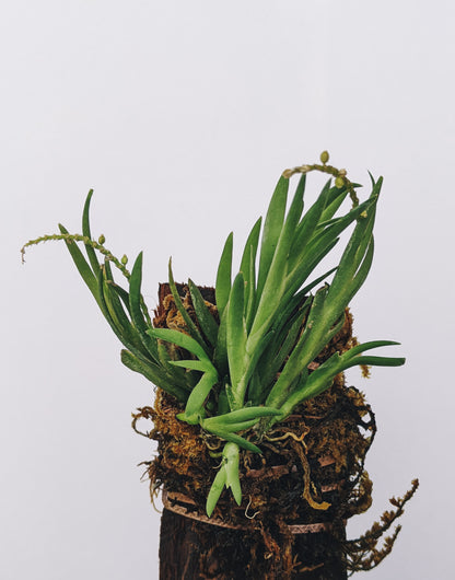 Oberonia Falcata - Orchid - Soiled
