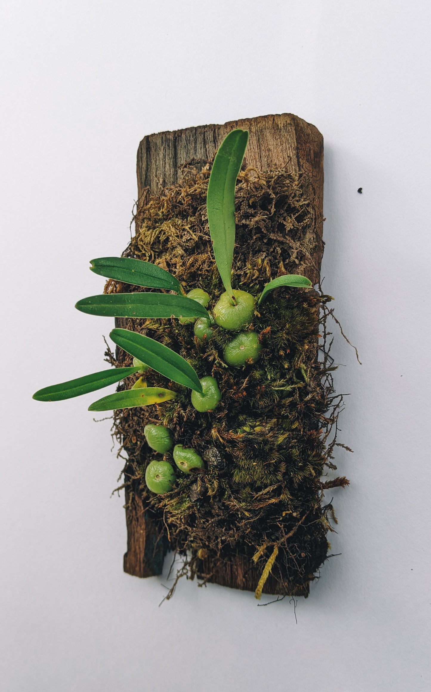 Bulbophyllum Interpositum - Orchid - soiled.in