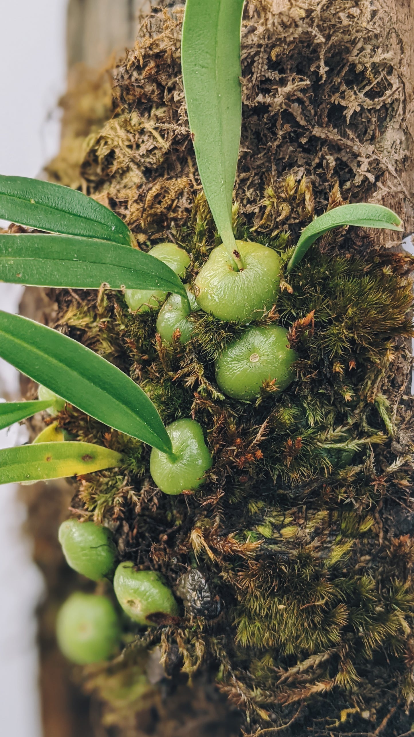 Bulbophyllum Interpositum - Orchid - soiled.in