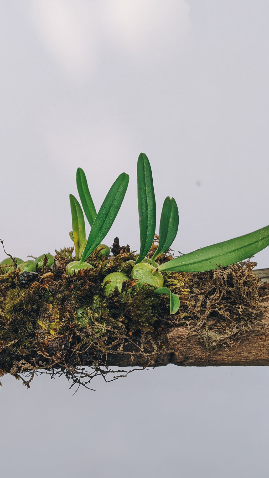 Bulbophyllum Interpositum - Orchid - Soiled